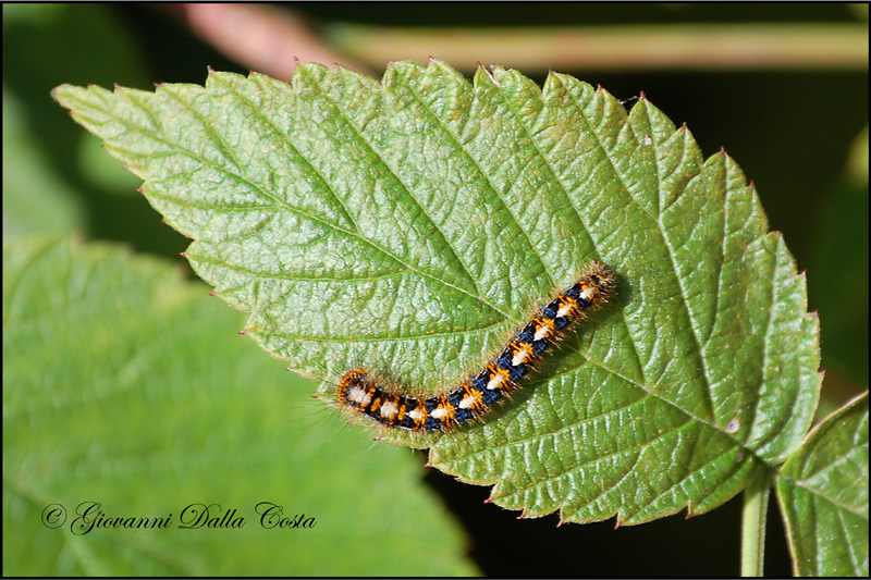 Lasiocampa quercus